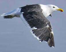 Kelp Gull