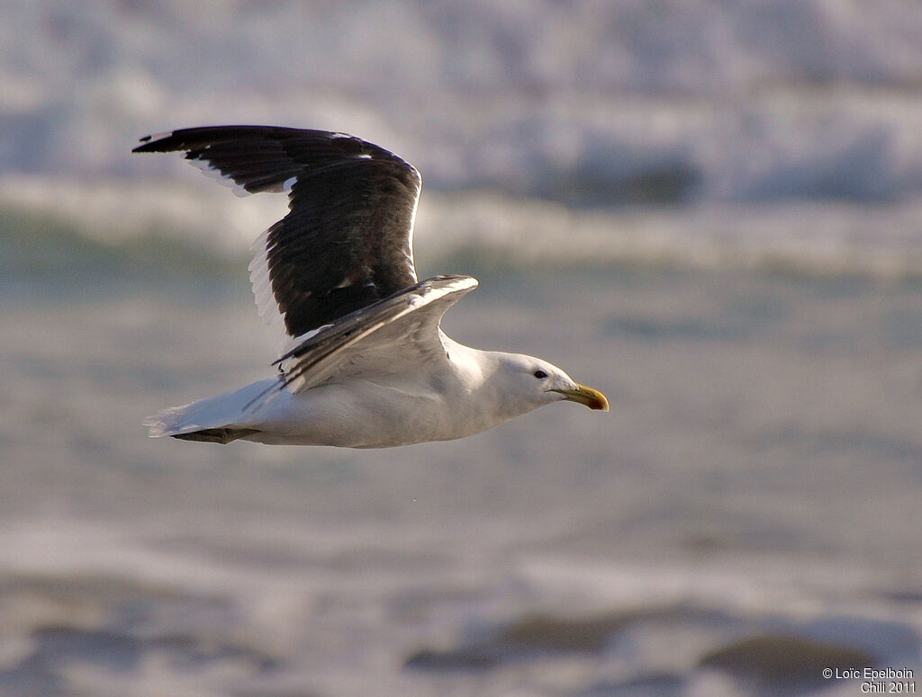 Kelp Gull