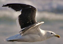 Kelp Gull