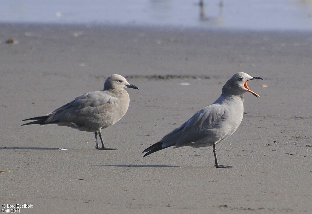 Grey Gull