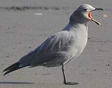 Grey Gull