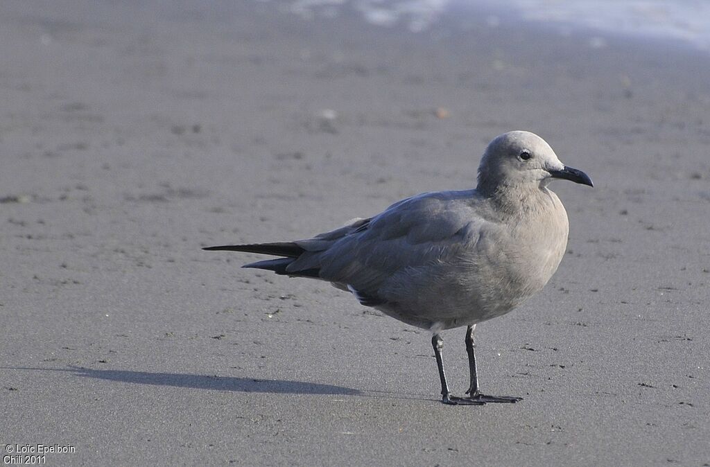 Grey Gull