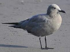 Grey Gull