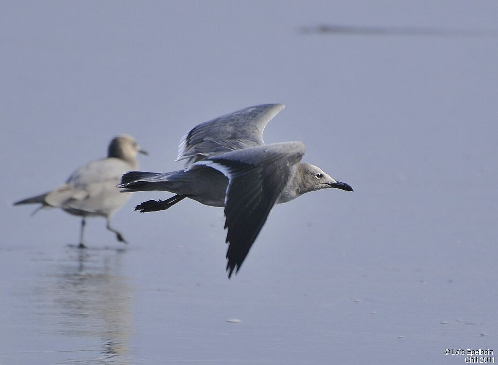 Grey Gull