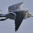 Goéland gris