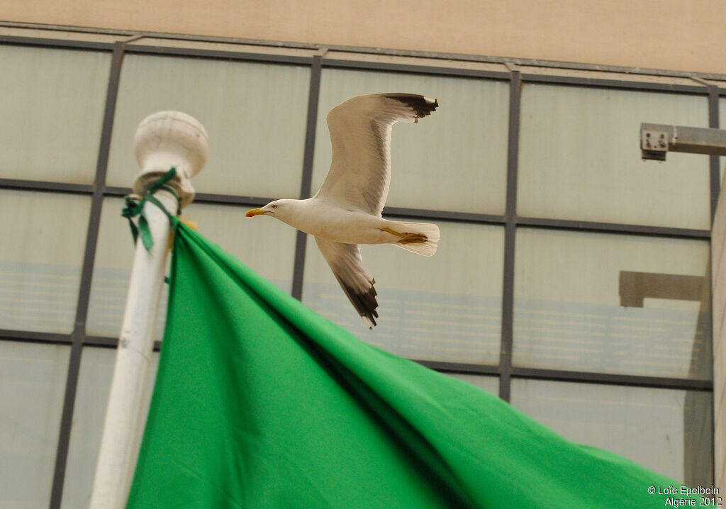 Yellow-legged Gull