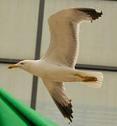 Yellow-legged Gull