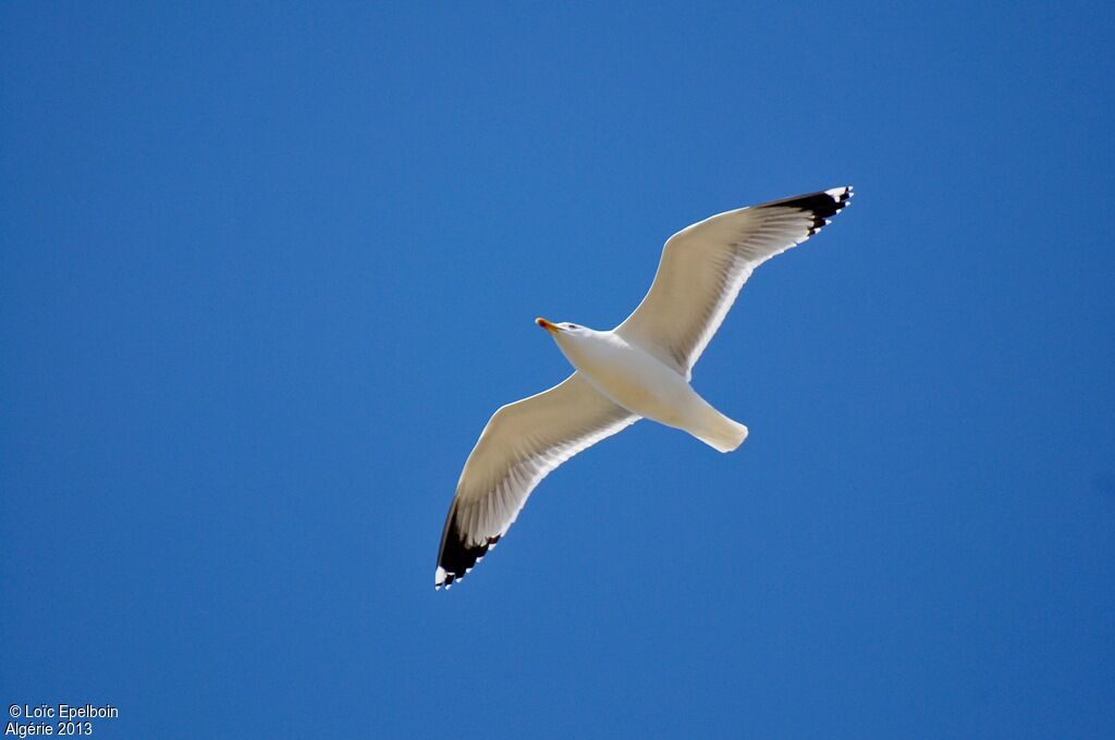 Yellow-legged Gull