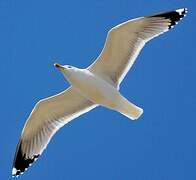 Yellow-legged Gull