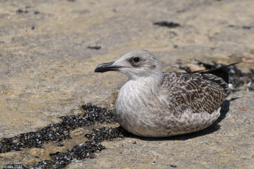 Yellow-legged Gull