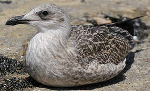 Yellow-legged Gull