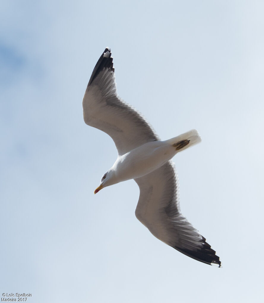 Yellow-legged Gull