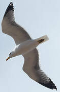 Yellow-legged Gull