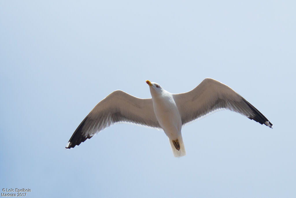 Yellow-legged Gull