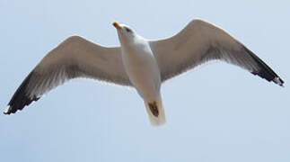 Yellow-legged Gull