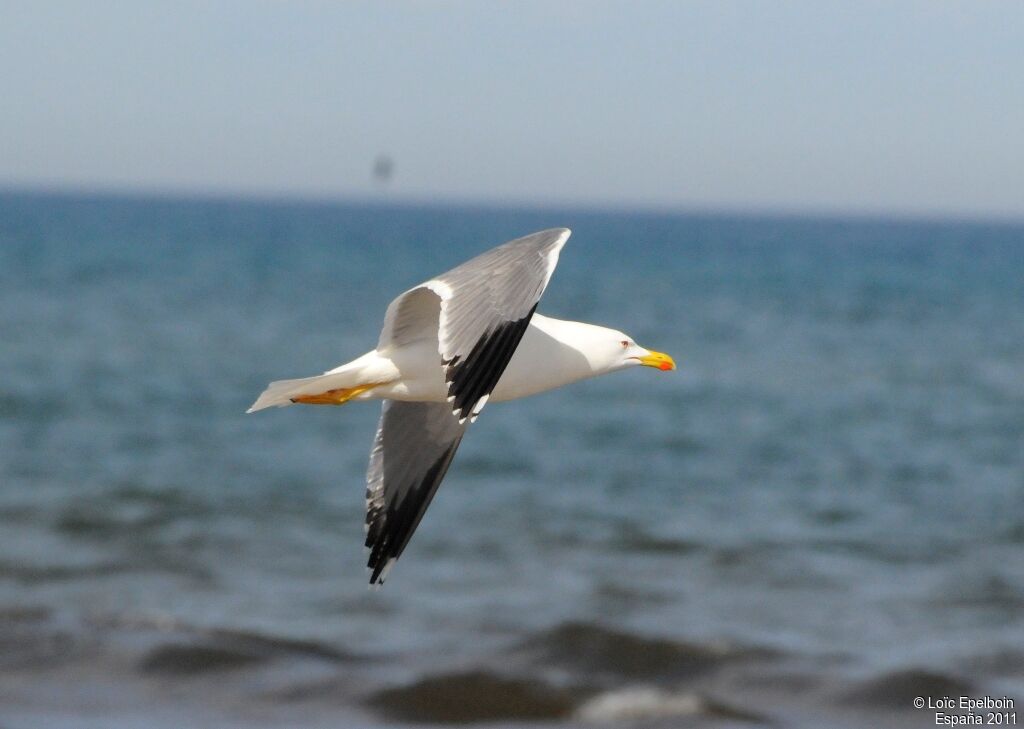 Yellow-legged Gull