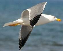 Yellow-legged Gull