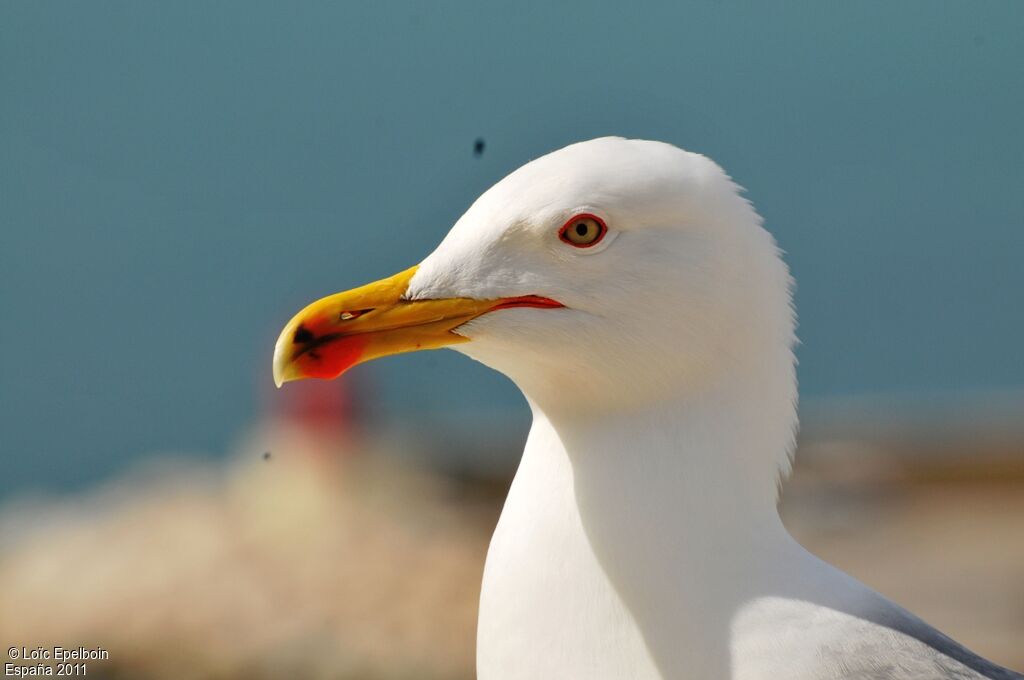 Yellow-legged Gull