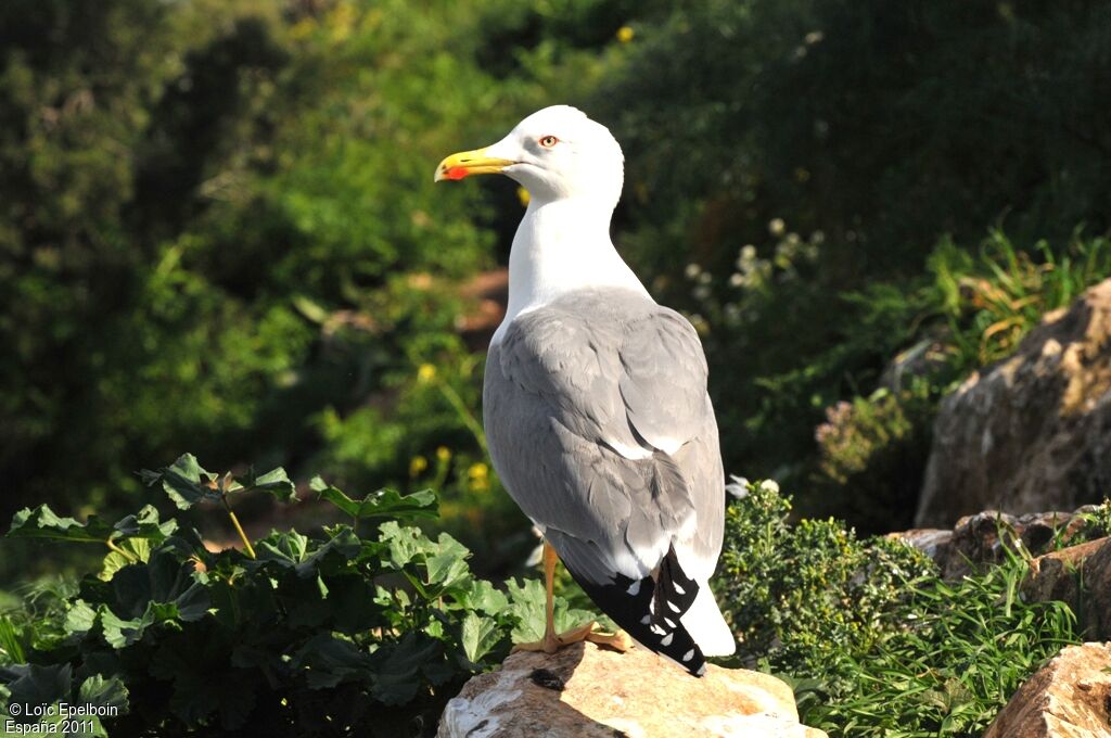 Yellow-legged Gull