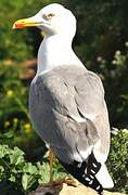 Yellow-legged Gull