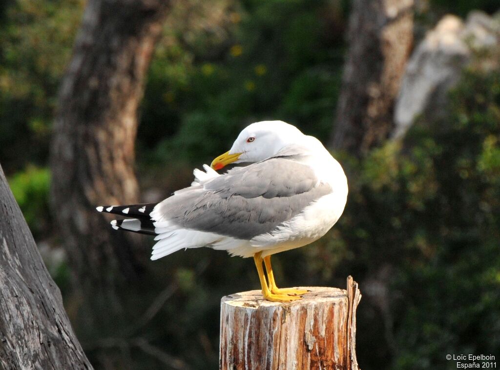 Yellow-legged Gull