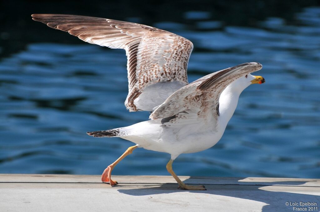 Yellow-legged Gull