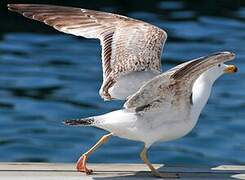 Yellow-legged Gull