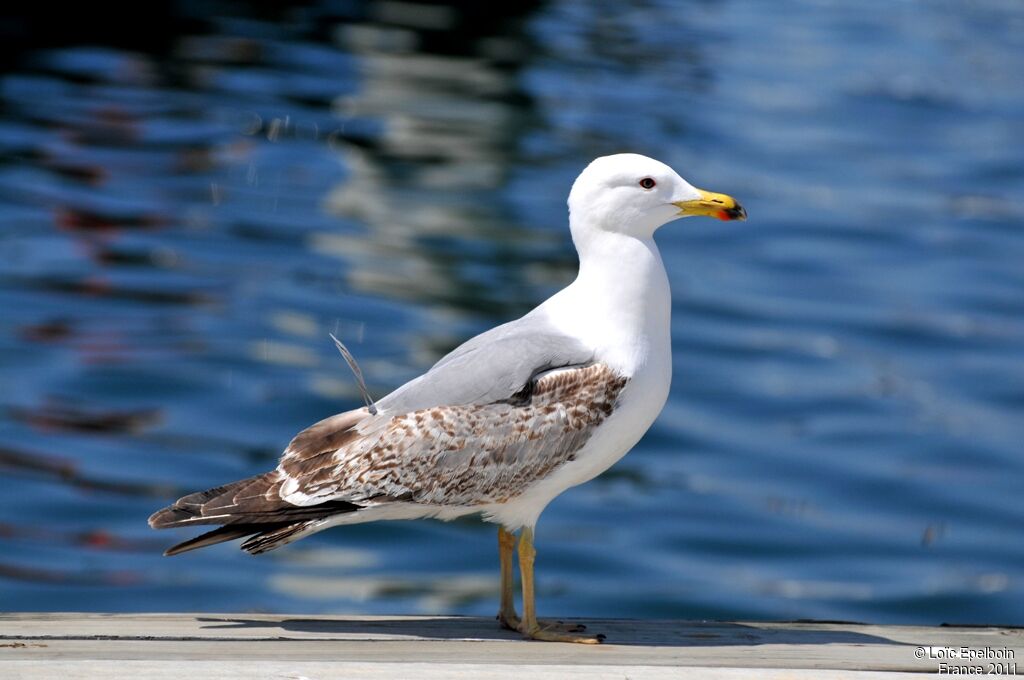 Yellow-legged Gull