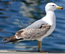 Yellow-legged Gull