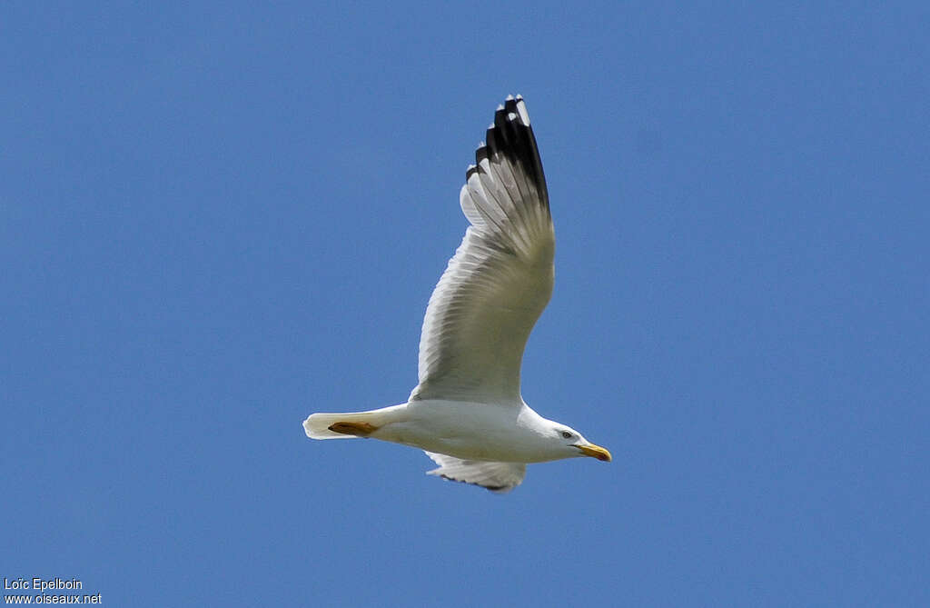 Yellow-legged Gulladult, aspect, pigmentation