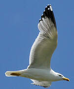 Yellow-legged Gull