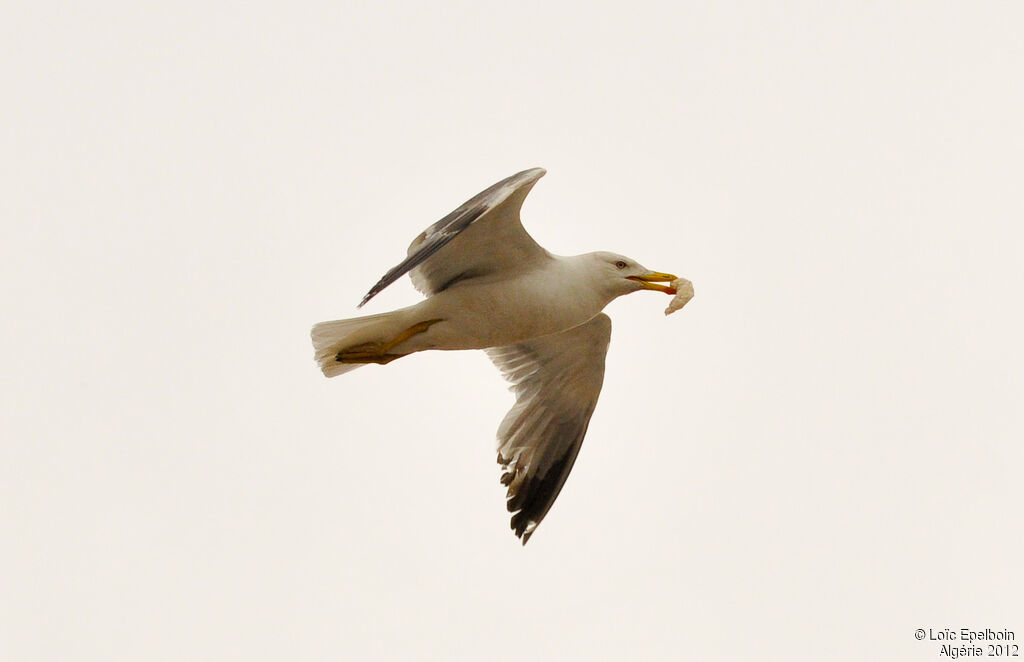 Yellow-legged Gull