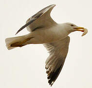 Yellow-legged Gull