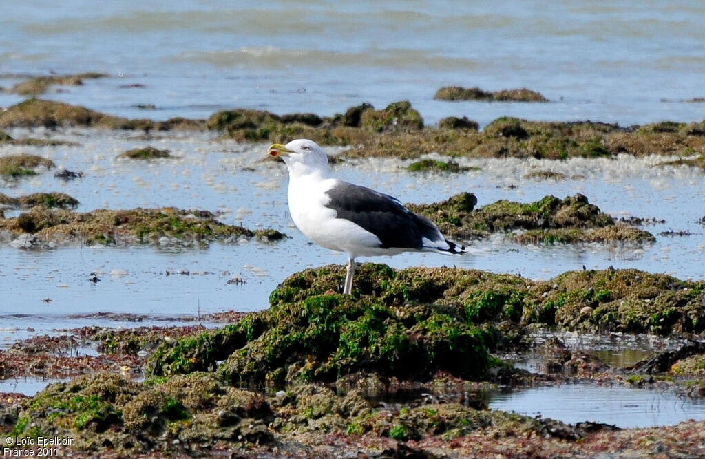 Great Black-backed Gull