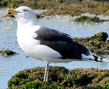 Great Black-backed Gull