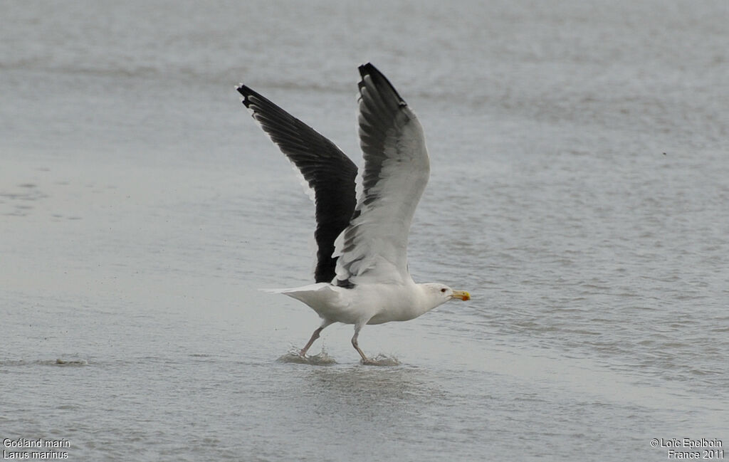 Great Black-backed Gull