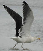 Great Black-backed Gull