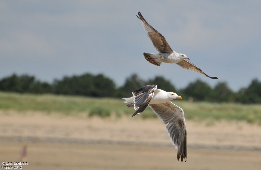 Great Black-backed Gull