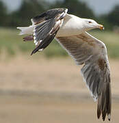 Great Black-backed Gull