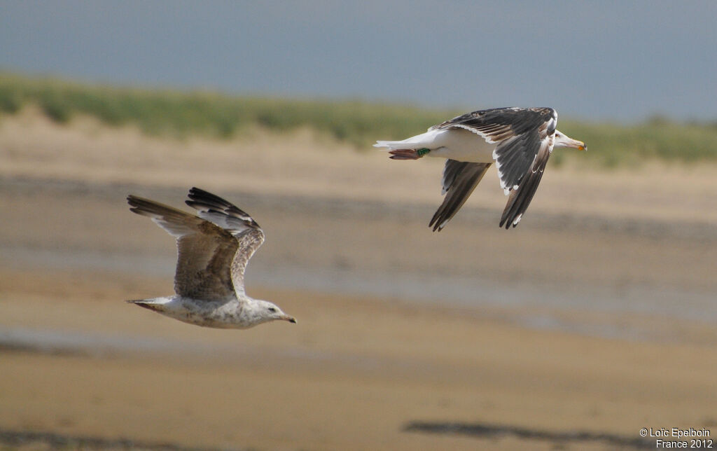 Great Black-backed Gull