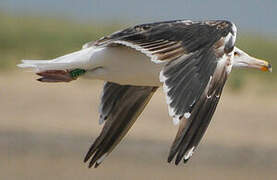 Great Black-backed Gull