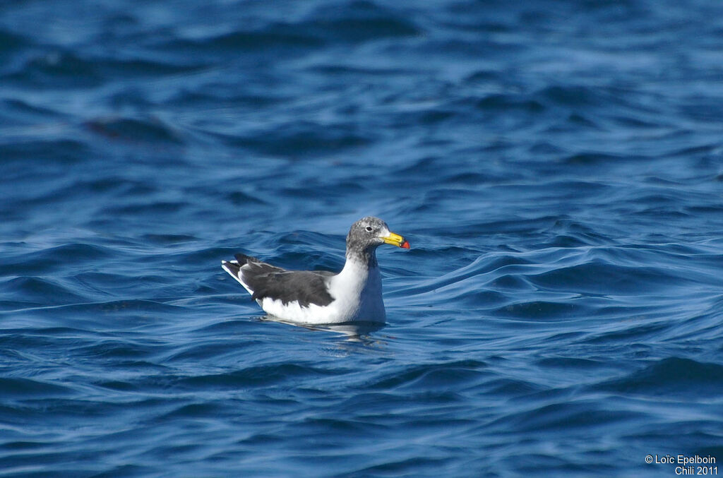 Belcher's Gull