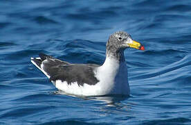 Belcher's Gull