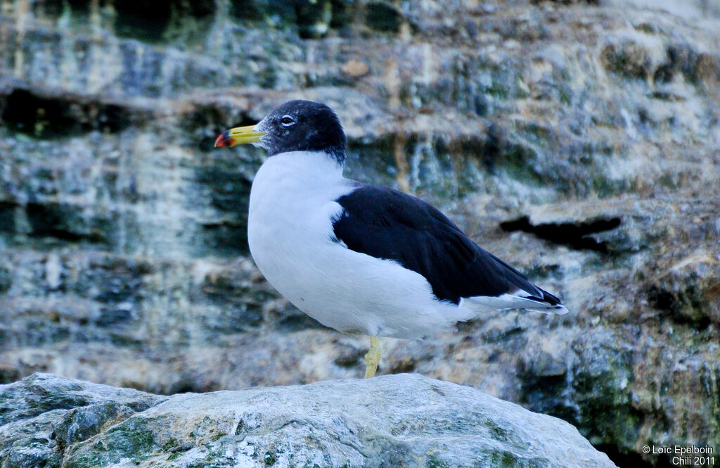 Belcher's Gull