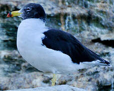 Belcher's Gull