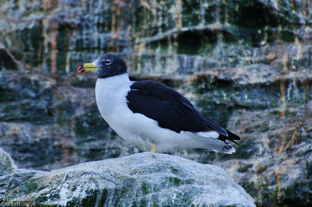 Belcher's Gull