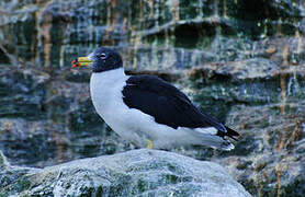 Belcher's Gull