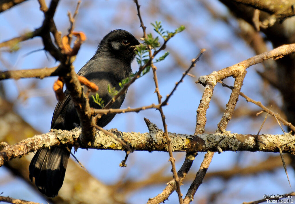 Slate-colored Boubou