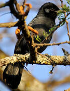 Slate-colored Boubou