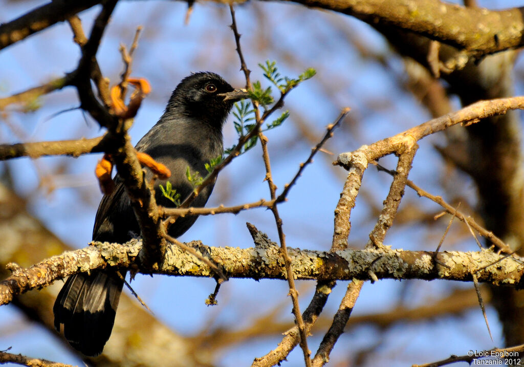 Slate-colored Boubou